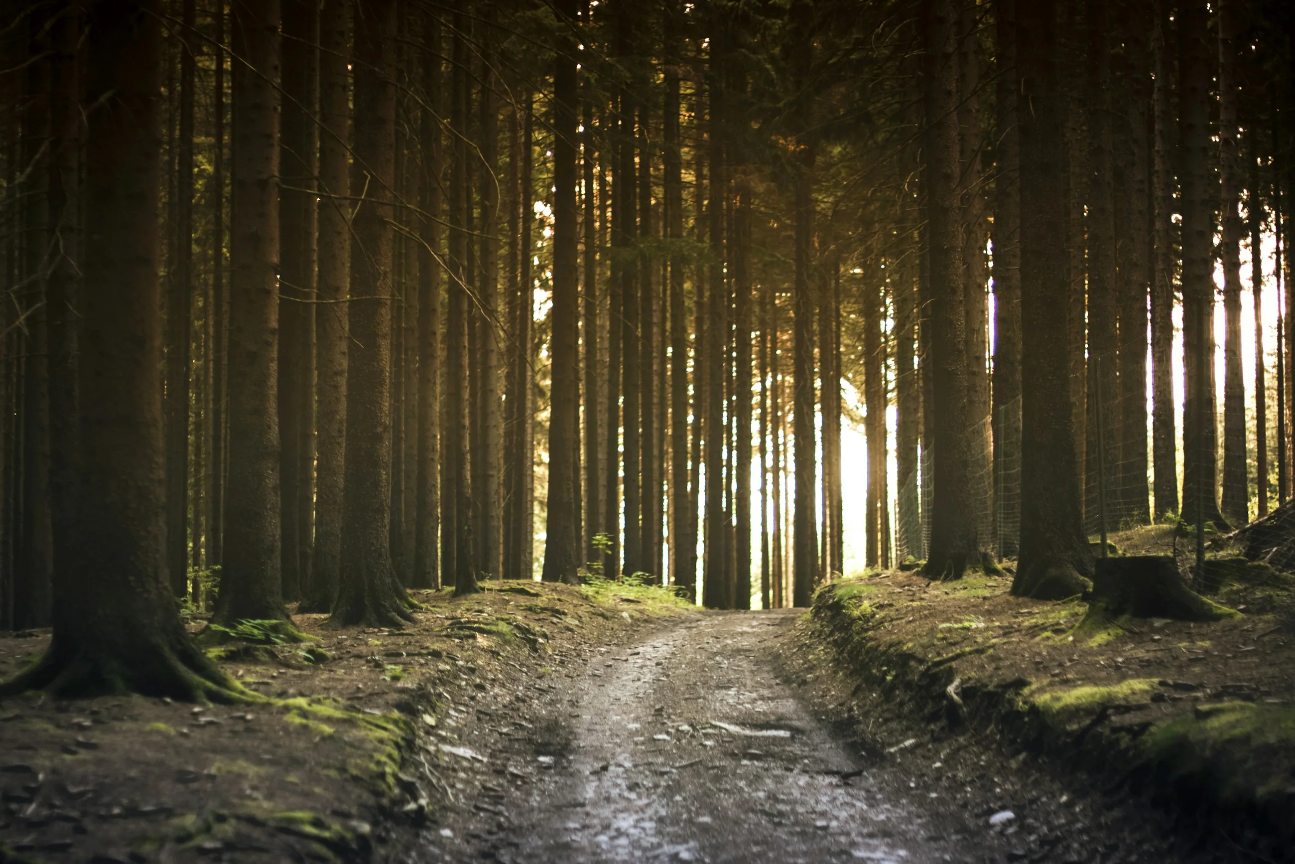 A quiet tree-lined path